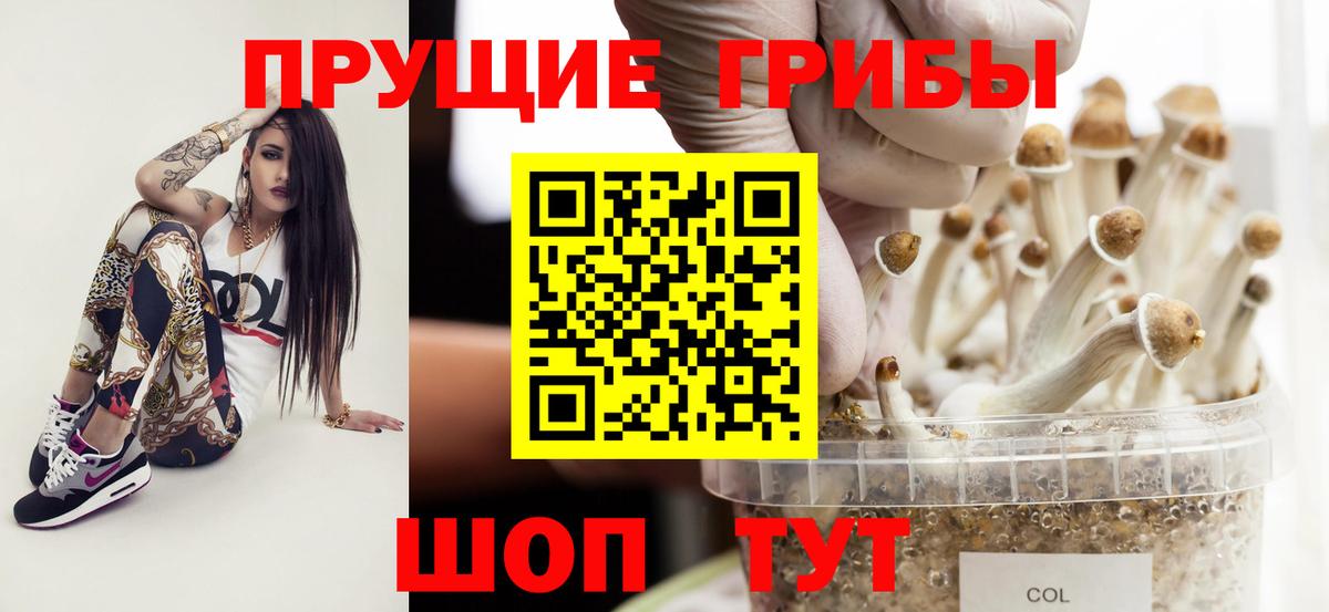 Галлюциногенные грибы Psilocybine cubensis Гурьевск